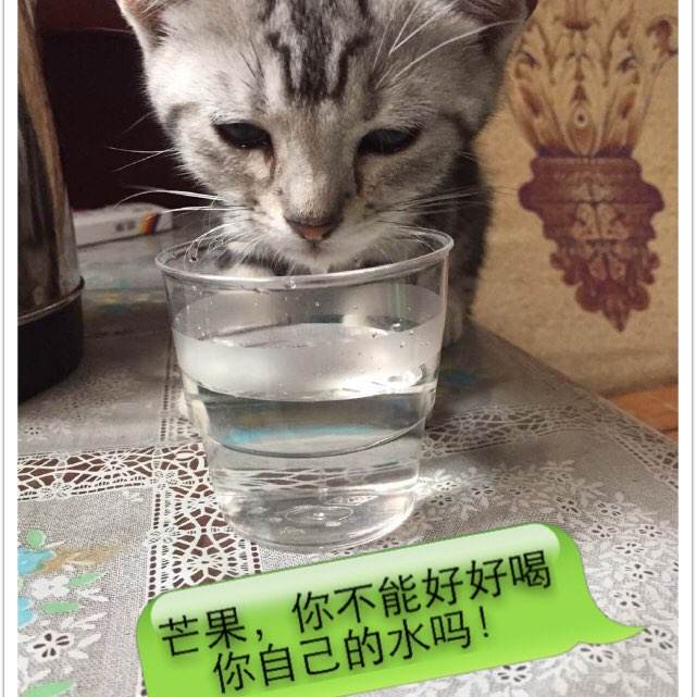 美利坚大学文凭毕业证作假